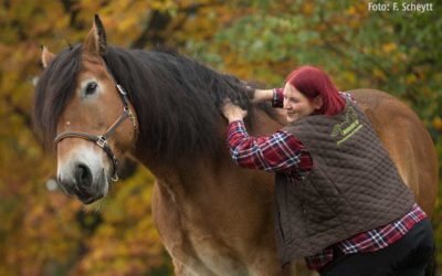 Deutsche Zusammenfassung des ISES-Positionspapier zu Dominanz und Führung im Pferdetraining