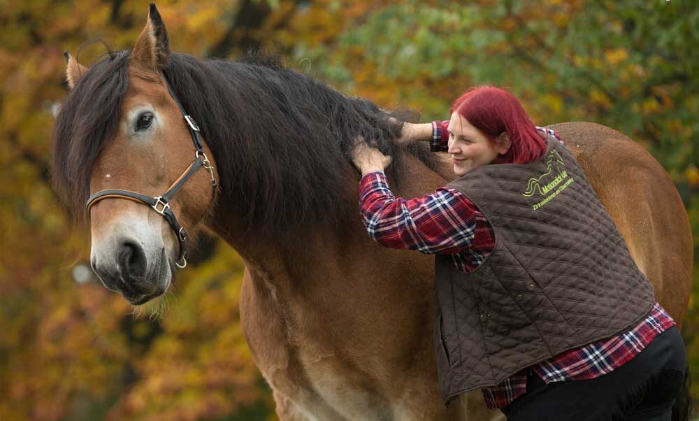 Deutsche Zusammenfassung des ISES-Positionspapier zu Dominanz und Führung im Pferdetraining