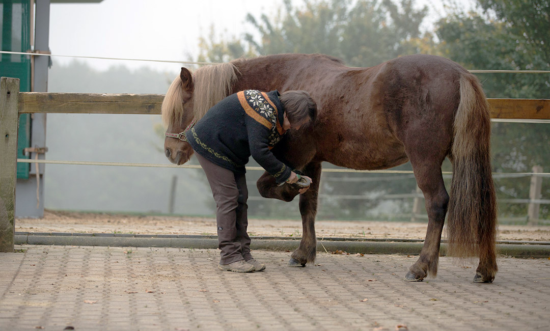 Hufe auskratzen als Beispiel für saubere Verhaltensketten im Training