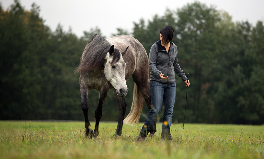 Contra-Freeloading - Training mit Wahl