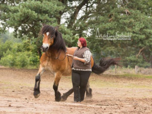 Achtung und Respekt durch positives Pferdetraining